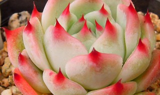 水蜜桃多肉怎么养出状态（水蜜桃多肉怎么养出状态的）