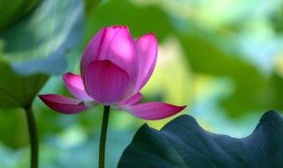 睡莲冬天怎么养护 睡莲冬季养护