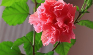 桑叶牡丹花怎么养家庭养法(桑叶牡丹花怎么养家庭养法视频)