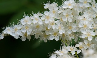 珍珠梅怎么养家庭养法 珍珠梅适合在家里养吗