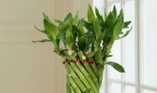 红运竹怎么水培养殖方法 红竹子怎么养水培