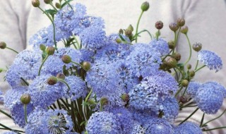 翠珠怎么醒花 琉璃翠怎么醒花