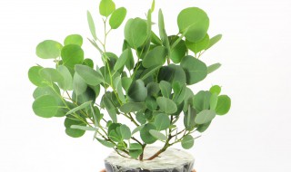 尤加利怎么过冬天 尤加利北方冬天过冬