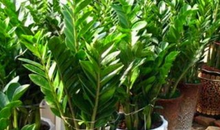 元宝树怎么养才茂盛（元宝树怎么养才茂盛）