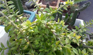 叶仙怎么养才能长粗壮(叶仙怎样养粗壮)