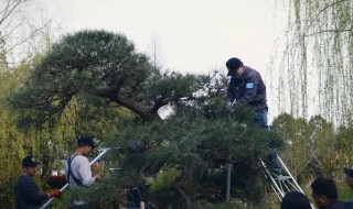 松树怎么剪枝(松树怎么剪枝好看)