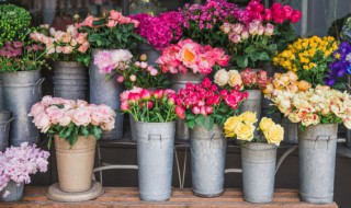 紫薇开花后怎么修剪（紫薇开花后怎么修剪视频）