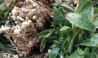 黄精怎么留种子 黄精有种子吗?