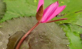 睡莲怎么养长的好 咋样养睡莲