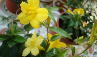 法国香水藤不开花怎么回事（法国香水藤不开花怎么回事呀）