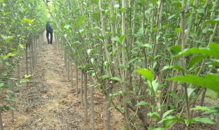 木锦树怎么修剪（木锦树怎么修剪枝叶）