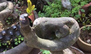 金弹子不发芽怎么办（金弹子不发新芽）