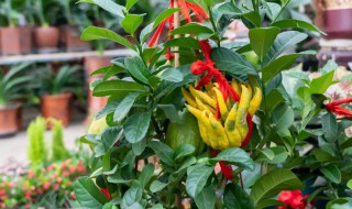 多肉佛手怎么养殖方法和注意事项 多肉佛手怎么养殖方法和注意事项图片