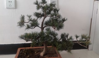 迎客松怎么修剪方法（迎客松怎样修剪造型）