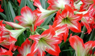 朱顶红种球如何栽种（朱顶红种球如何栽种好）