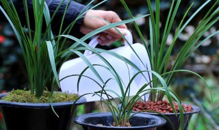 如何区分兰花是退草还是腐草（如何区分兰花是退草还是腐草呢）