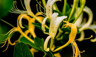 金银花怎么留种子 金银花种子怎么收集