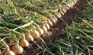 洋葱怎么繁殖 洋葱怎么繁殖视频