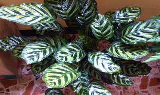 竹芋怎么配土 竹芋配土方法