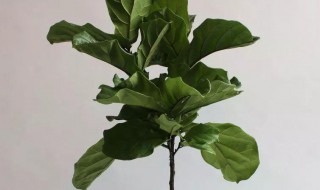 琴叶榕冬天怎么养护 琴叶榕冬天怎么养护和浇水