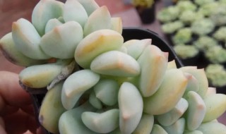 格林多肉怎么养出状态（格林多肉怎么养出状态图）