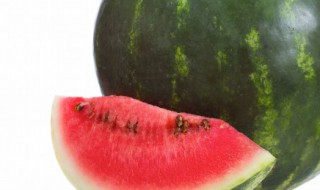 西瓜苗怎么剪枝结瓜多 西瓜秧怎么修剪结瓜多