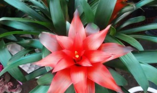 红色富贵竹怎么养才能更旺盛(红色叶子的富贵竹怎么养才能更旺盛)