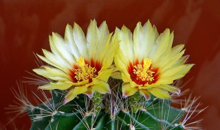 仙人球开花后怎么处理 仙人球开花后怎么处理好