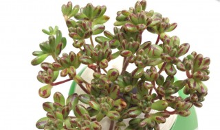 小人祭怎么爆盆 小人祭怎么换盆