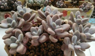 桃蛋老桩怎么养 桃蛋老桩怎么养才粗