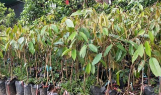 榴莲种子怎么种植 榴莲种子怎么种植方法