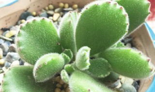 多肉紫米怎么爆盆 多肉紫米怎么爆盆