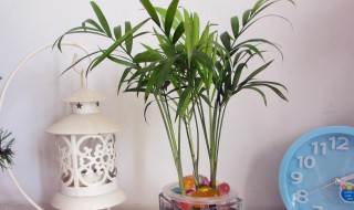 水培椰子怎么养才能更旺盛（水培椰子树的养殖方法）