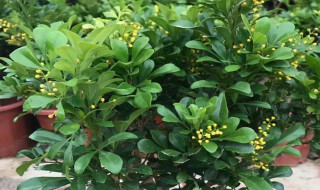 米兰花多少钱一盆 米兰花多少钱一盆