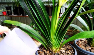 刚上盆的君子兰如何浇水 刚上盆的君子兰怎么浇水
