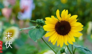 向日葵黄叶是怎么回事 向日葵黄叶子