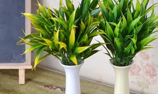 幸福竹怎么养才能旺 幸福竹要怎么养