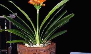 窗台君子兰怎么养长得好（窗台君子兰怎么养长得好）