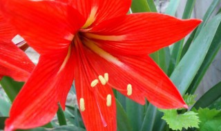 朱丹红花怎么养护合适 红花养护方法