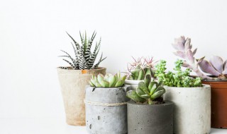 白月影怎么养粉色群生 多肉植物白月影怎么养