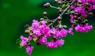 紫气东来花怎么浇水 紫气东来花怎么浇水好