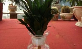 水培太阳神花怎么养护 水培太阳神花怎么养护和管理