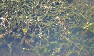 黑藻怎么养殖 黑藻怎么养殖视频