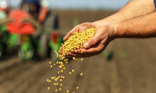 买的花种子怎么种植 怎样买花种子