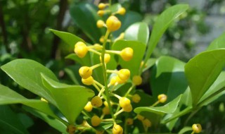 米兰开花后怎么修剪 米兰开花后如何修剪