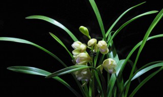 室内养兰花如何浇水旺盛 兰花浇什么水旺盛