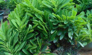 麒麟树怎么浇水（麒麟树浇水施肥方法）