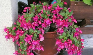 倒挂金钟开花后怎么修剪 倒挂金钟开花后怎么修剪好看