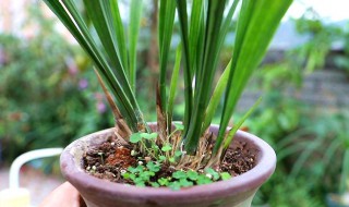 兰花如何催花效果更好（兰花如何催花效果更好一些）