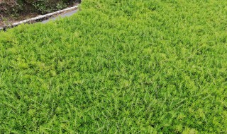 佛甲草怎么修剪 佛甲草怎么修剪好看